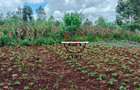 0.125 ac Land at Off Ruaka Banana Road - 5