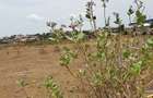 Land at Jomvu Miritini - 3