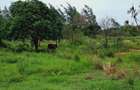 Land in Kilifi - 6