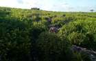 8 ac Commercial Land at Jacaranda - 2