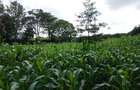 Land at Kirawa Road - 10