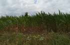 5,000 m² Land at Kilimambogo - 11