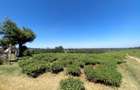 250 ac Land at Kiambu - 5