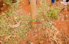 0.05 ha Residential Land in Kikuyu Town - 2