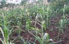0.0113 ac Residential Land in Ngong - 15