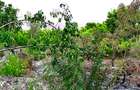 2,010 m² Residential Land at Second Row Kuruwitu Beach - 8