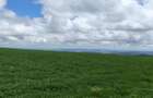 314 ac Land at Timau - 34