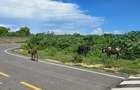 1,000 m² Land at Vipingo - 13