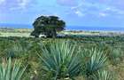 505.86 m² Land at Kingswood Estate Vipingo - 9