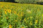 33 ac Land at Ol Kalou - 6