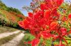 Land at Kuruwitu Beach Vipingo - 10
