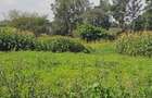 0.365 ac Land at Mushroom Road - 14