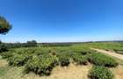 250 ac Land at Kiambu - 1