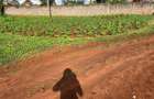 25 ac Land in Kitisuru - 2