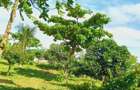 Land at Vipingo - 1