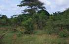 Land at Tiwi Near Diani South Coast - 6