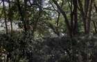 0.75 ac Land at Riara Road - 1