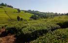 5 ac Land at Tigoni - 3