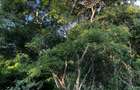 Commercial Land in Vipingo - 8