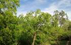 90 ac Residential Land at Kuruwitu-Vipingo - 14