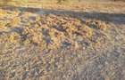 Land in Kitengela - 11