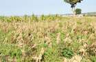 Land in Kilifi - 17