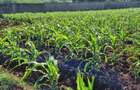 0.5 ac Land in Nyari - 3