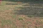 1.2 ac Land at Runda - 3