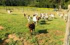 33 ac Land at Ol Kalou - 2