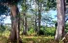 1,000 m² Residential Land at Vipingo - Kuruwitu - 5
