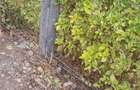 0.125 ac Land at Mucatha Primary School - 2
