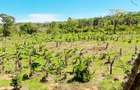 Land at Msambweni - 16