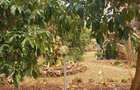 2 ac Land in Nyali Area - 1