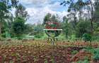 0.125 ac Land at Off Ruaka Banana Road - 6