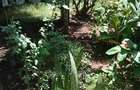 10 Bed House with Garden at Mwea - 7