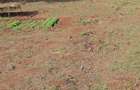 1.2 ac Land at Runda - 2
