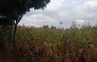0.5 ac Land in Nyari - 1