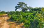 20 ac Land at Kuruwitu Beach Road - 4