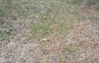 0.125 ac Land at Mucatha Primary School - 5