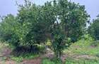 Land in Kilifi - 14