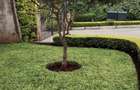 5 Bed House with En Suite at Runda Evergreen - 6