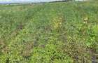 Commercial Land at Kitengera - 6