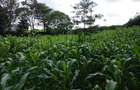 Land at Kirawa Road - 8
