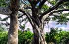 167.5 ac Land at Kuruwitu Beach - 7