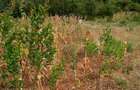 5,000 m² Land at Kilimambogo - 4