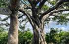 167.5 ac Land at Kuruwitu Beach - 8