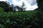 Land at Kirawa Road - 7