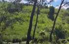 Land in Tigoni - 3