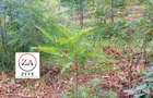 0.125 ac Land at Kasphat Estate - 5