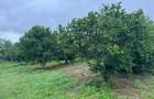 Land in Kilifi - 12